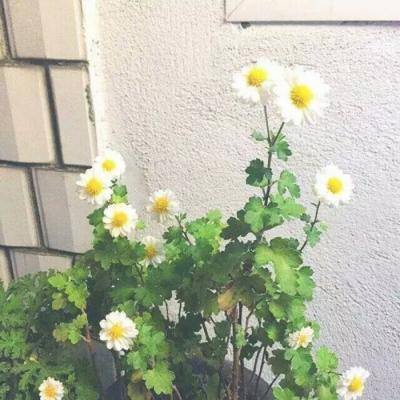 龙皇传说华为官方版下载